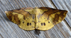 Periclina