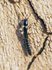 Xantholinus linearis