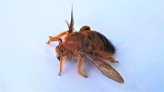 Xylocopa brasilianorum