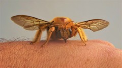 Xylocopa brasilianorum