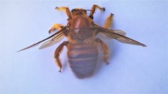Xylocopa brasilianorum