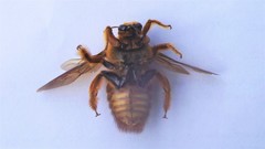 Xylocopa brasilianorum