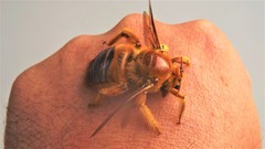 Xylocopa brasilianorum