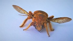 Xylocopa brasilianorum