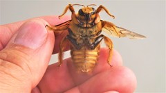 Xylocopa brasilianorum