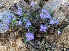 Viola arborescens