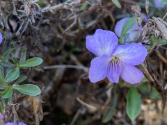 Viola arborescens