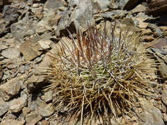 Copiapoa taltalensis