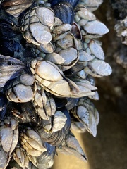Pollicipes polymerus