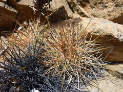 Copiapoa taltalensis