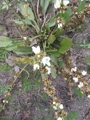 Echinodorus subalatus