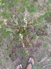 Echinodorus subalatus