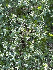 Baccharis glomeruliflora image