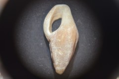 Haedropleura septangularis