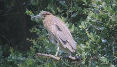 Nycticorax nycticorax obscurus