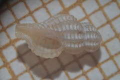 Cyrillia linearis