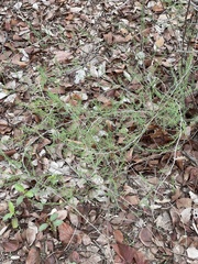 Asparagus aspergillus