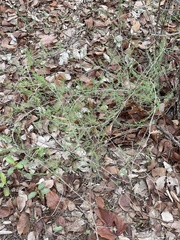 Asparagus aspergillus