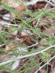 Asparagus aspergillus