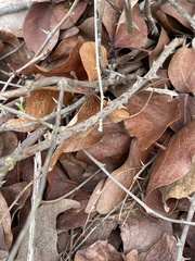 Asparagus aspergillus