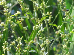 Baccharis glomeruliflora image