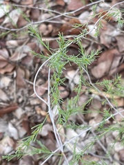 Asparagus aspergillus