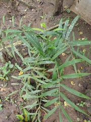 Zingiber officinale