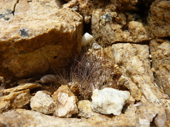 Eriosyce taltalensis