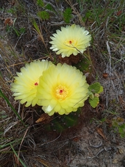 Parodia ottonis