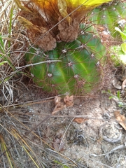 Parodia ottonis