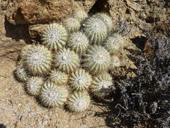 Copiapoa cinerascens