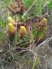 Parodia ottonis