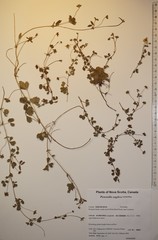 Potentilla anglica