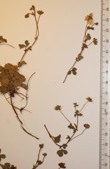 Potentilla anglica