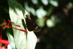 Pelopidas assamensis