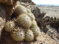 Copiapoa cinerascens