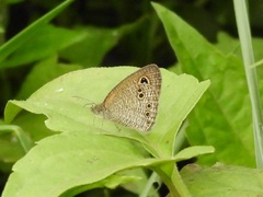 Ypthima philomela