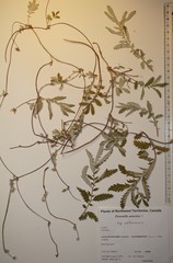 Argentina subarctica