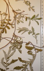 Argentina subarctica