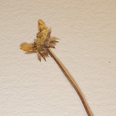 Argentina subarctica