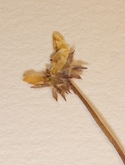 Argentina subarctica