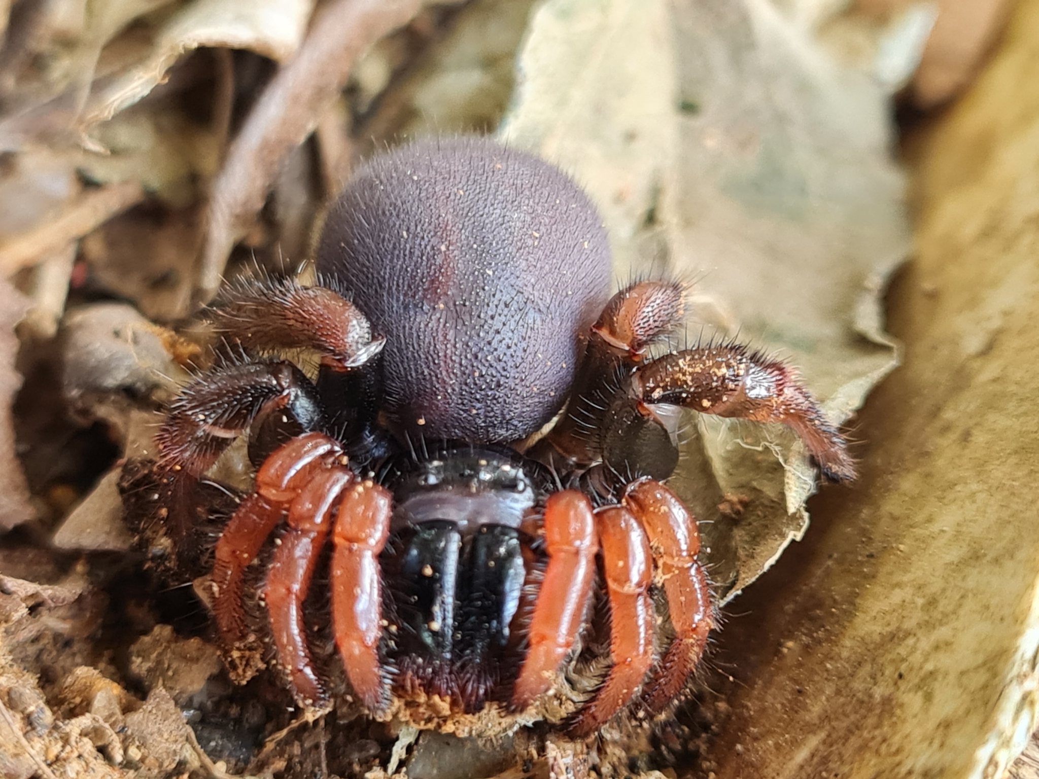 Actinopus robustus (O.Pickard-Cambridge, 1892)