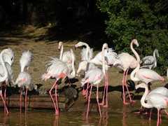 Phoenicopterus roseus