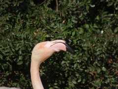 Phoenicopterus roseus