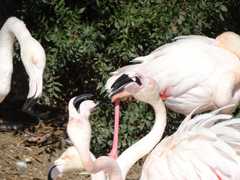 Phoenicopterus roseus