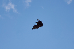 Pteropus seychellensis seychellensis