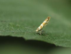 Argyresthia goedartella
