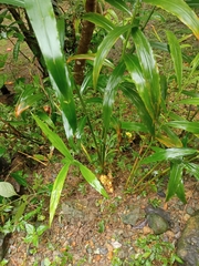 Zingiber officinale