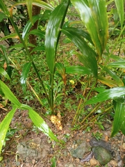 Zingiber officinale