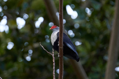 Alectroenas pulcherrimus